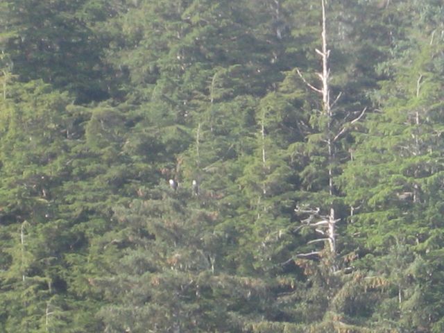 two bald eagles